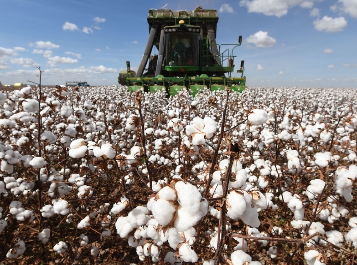 BrazilCotton