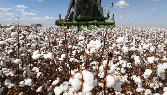 BrazilCotton