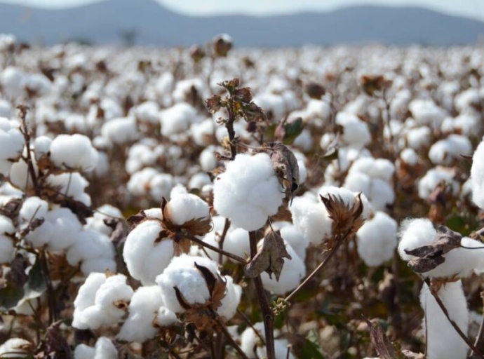 BrazilCotton